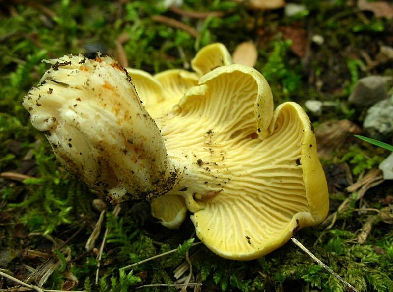 Cantharellus cibarius?